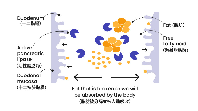 羅氏鮮減肥藥降低BMI作用機轉示意圖一
