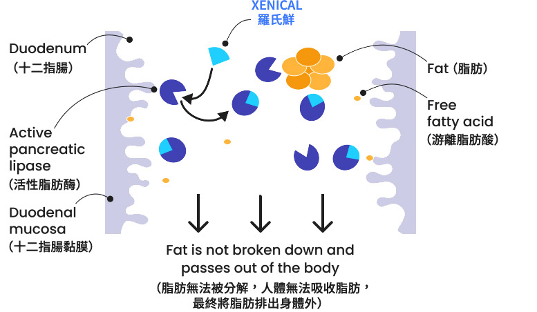 羅氏鮮減肥藥降低BMI作用機轉示意圖二